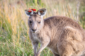 Eastern Grey Kangaroo with a Tagged Ear, Wilsons Prom, Australia