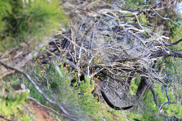 A Wombat's Secret Underground Lair: A Peek into Nature's Hidden Burrows
