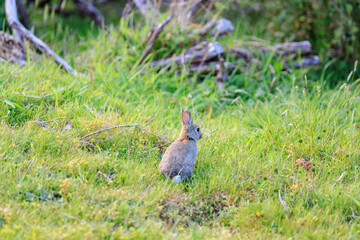 A Curious Rabbit in the Grass: A Wild Bunny Perched on a Hillside