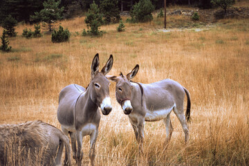 Gorges du Verdon, famous canyon in Provence-Alpes-Cote d Azur, France. Donkeys