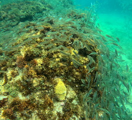 Shoal of silver small fishes like anchovies in caribbean reef in guadeloupe in summer, called...