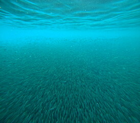large group of bait fishes underwater, infinity of small fishes in caribbean sea aggregated and...