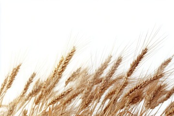 Fototapeta premium Golden wheat stalks swaying gently in a field under clear sky on a warm summer day