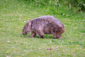 Adorable Wombat Walking Through the Grassland, Wilson Prom, Australia