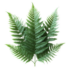 Fern Sprig: Lush and vibrant, a cluster of delicate fern fronds offers a touch of natural beauty and tranquility. Perfect for adding a touch of greenery to your designs. 
