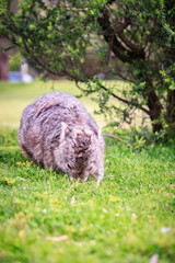 A Peaceful Encounter: A Wombat Enjoying a Lush Green Meadow