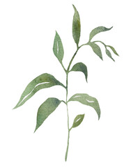 Watercolor tiny twig with green leaves isolated illustration, botanical wedding element