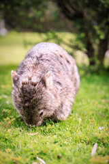 A Peaceful Encounter: A Wombat Enjoying a Lush Green Meadow