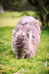 A Peaceful Encounter: A Wombat Enjoying a Lush Green Meadow