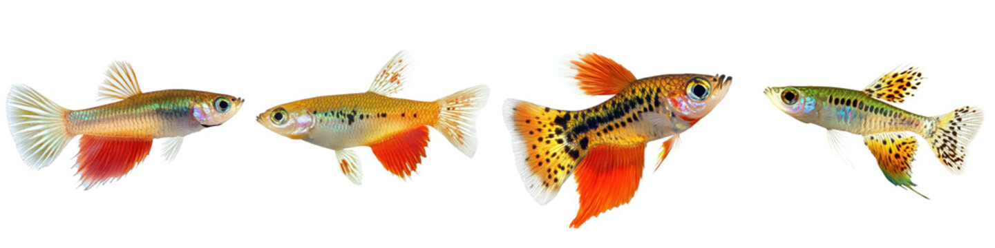 Colorful Tropical Fish Swimming in Vibrant Aquarium with Underwater Nature Background  Diverse school of ornamental freshwater and saltwater fish like guppy molly platy swordtail tetra danio