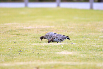 A Pair of Australian Wood Ducks Foraging in a Lush Green Park