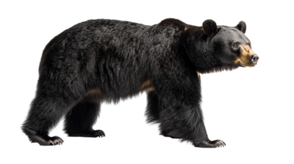 brown black bear  isolated on transparent background