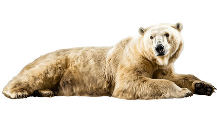Fototapeta premium white polar bear lying isolated on transparent background