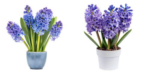 Beautifully arranged purple hyacinth flowers in ceramic pots against a clean white background  The floral bouquets showcase the vibrant fragrant blooms of spring in a serene