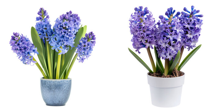 Beautifully arranged purple hyacinth flowers in ceramic pots against a clean white background  The floral bouquets showcase the vibrant fragrant blooms of spring in a serene