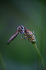 fly closeup