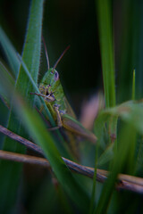 grasshopper in grass