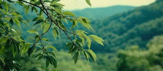 Obraz premium Green Leaves and Mountain Range