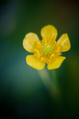 yellow flower on green background