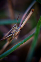grasshopper