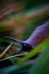 slug in grass