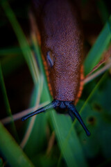 slug in grass