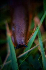 slug in grass