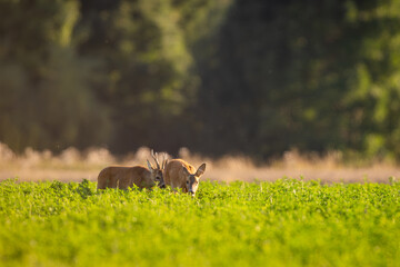 Roebuck - buck (Capreolus capreolus) Roe deer - goat
