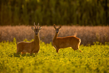 Roebuck - buck (Capreolus capreolus) Roe deer - goat
