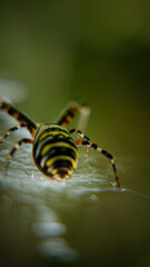spider on a web