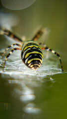 spider on its web