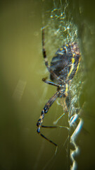 spider on a web