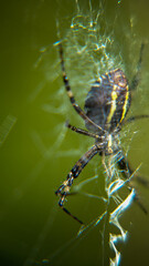 spider on a web
