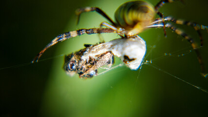 Spider on a web and its victims