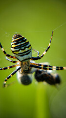 Spider on a web and its victims