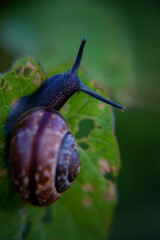 snail on a leaf