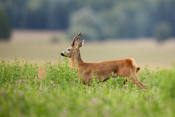 Roebuck - buck (Capreolus capreolus) Roe deer - goat
