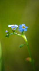 forget me not