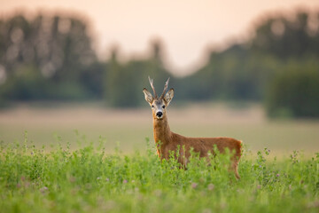 Roebuck - buck (Capreolus capreolus) Roe deer - goat
