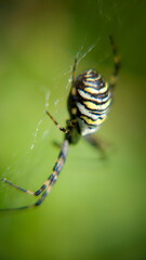 spider on a web