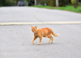 Fototapeta premium red cat