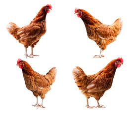 Chicken, Full body of brown chicken hen standing isolated transparent background, Laying hens farmers concept. PNG File