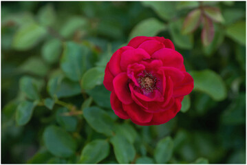 Macro detail of natural red rose flower petals. (focus adjustments are intentional and personalized)