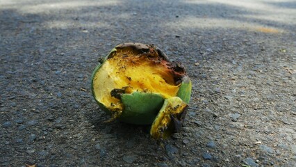 Rotten Mango on Asphalt - Symbol of Decay and Nature's Cycle