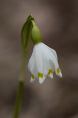 Obraz premium Ein Frühlingsgruß Märzenbecher Blume