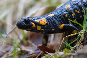 Feuersalamanda in der freien Wildbahn