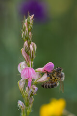 Blume mit Biene