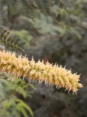 prosopis juliflora flower or flower of the Mesquite.Mesquite flower pattern background 