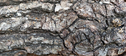 Detailed View of Weathered Tree Bark with Lichen