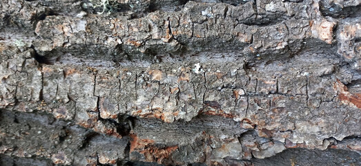 Natural Texture of Aged Tree Bark